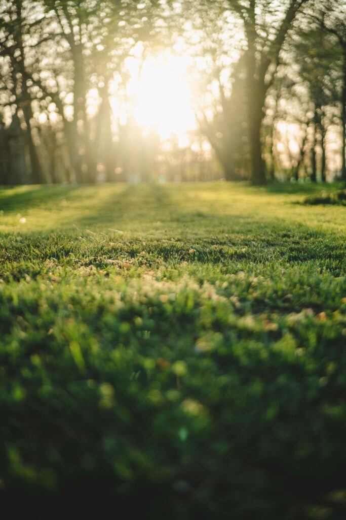 A peaceful sunrise casting warm light over a dewy grass lawn surrounded by trees. Ideal for nature concepts.