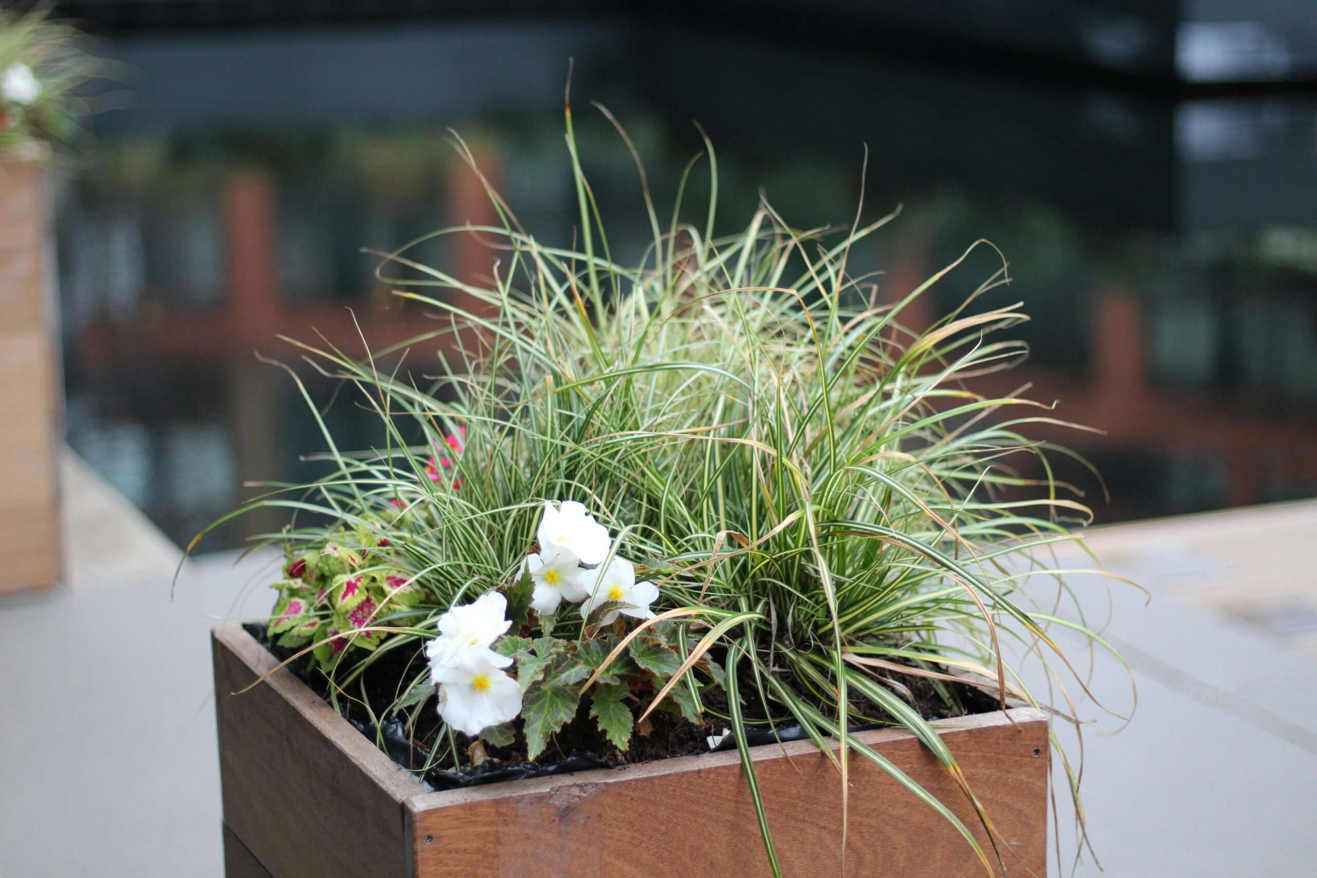 Wooden planter showcasing vibrant foliage and delicate white flowers, set in a modern outdoor space.